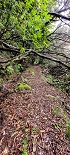 Plants: image 6 Of 208 Thumb